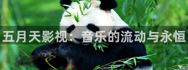 神马伦理我不卡电影：五月天影视：音乐的流动与永恒